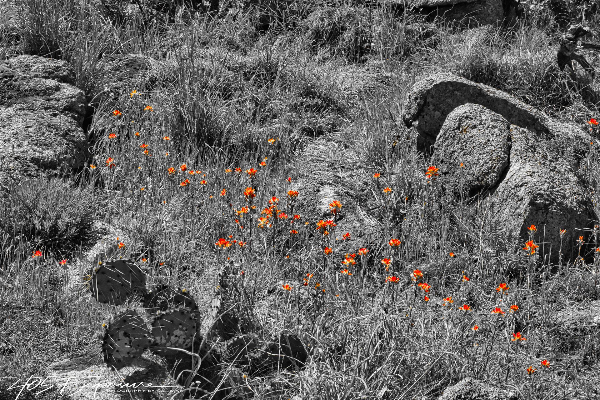 Indian Paintbrush Patch in Wichita Mountains.jpg - Flowers in the Prairie by 405 Exposure
