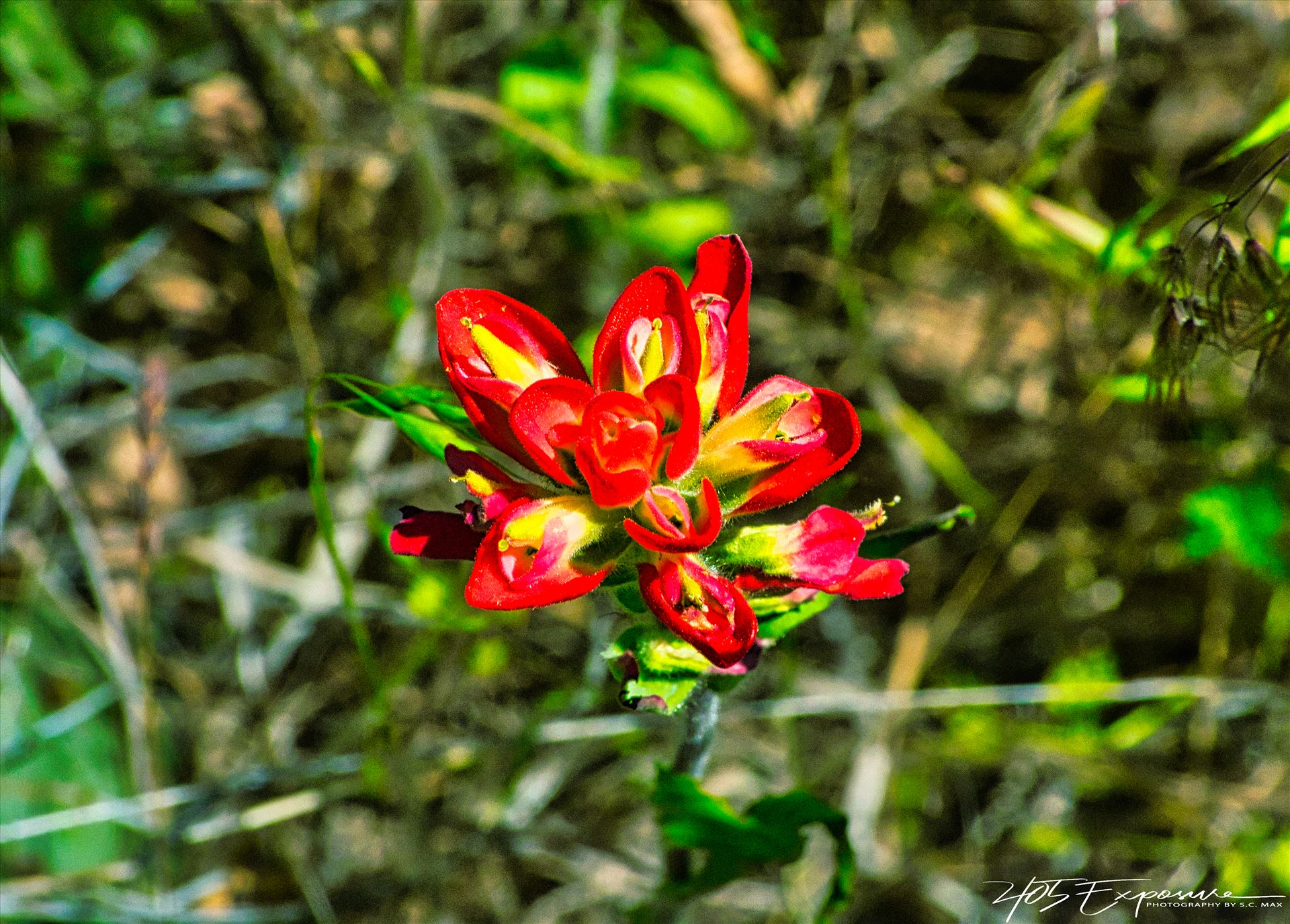 Indian Paintbrush Blossom in Wichita Mountains.jpg - Indian Paintbrush by 405 Exposure