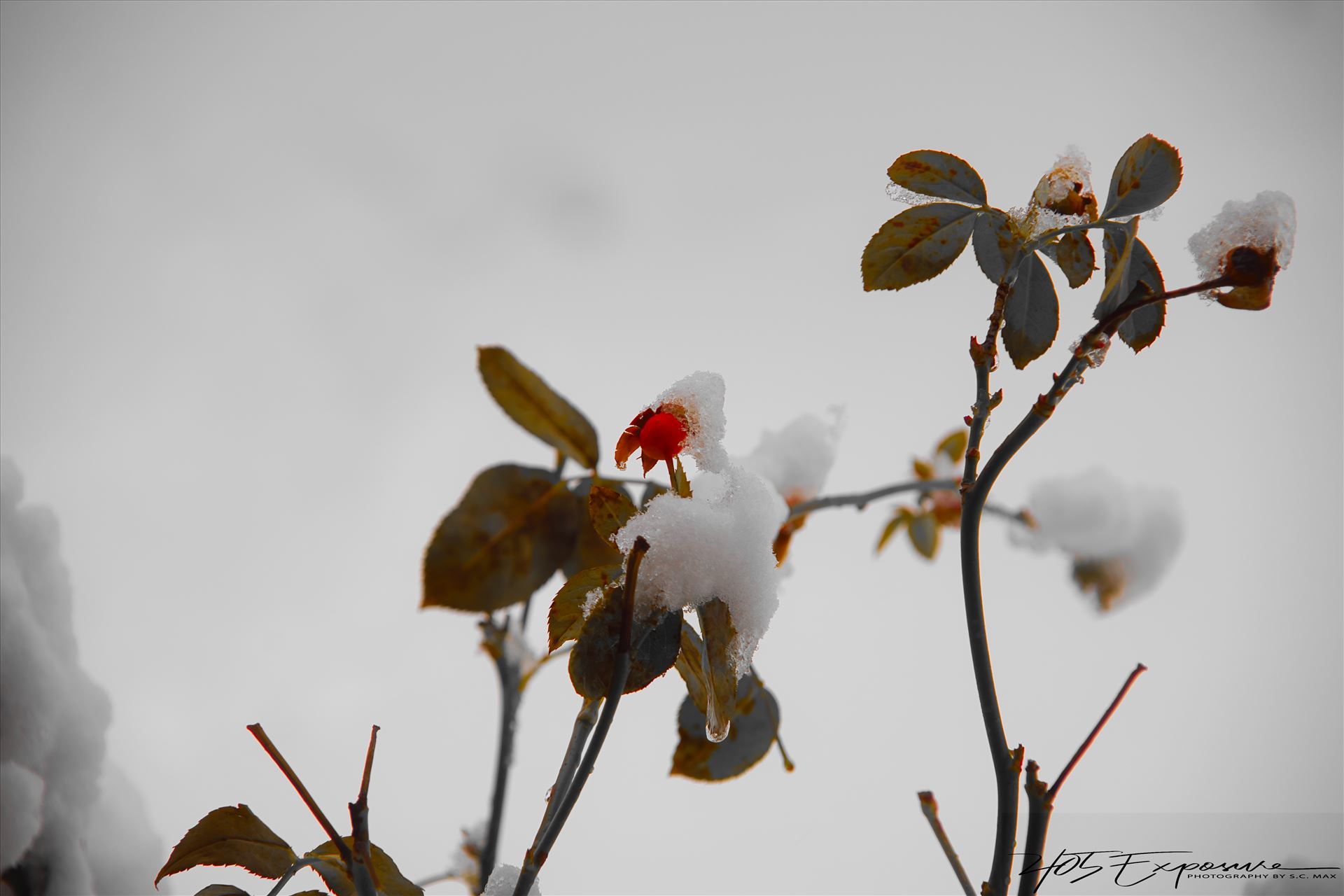 Winter Rose.jpg -  by 405 Exposure