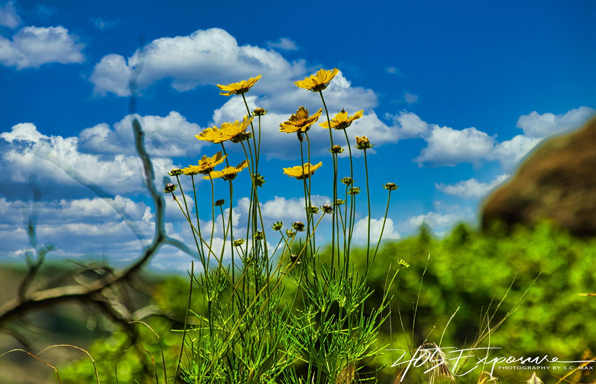 Prairie Flowers Praying to the Sun Wichita Mtns Spring 2020.jpg - How gorgeous are these beauties! by 405 Exposure