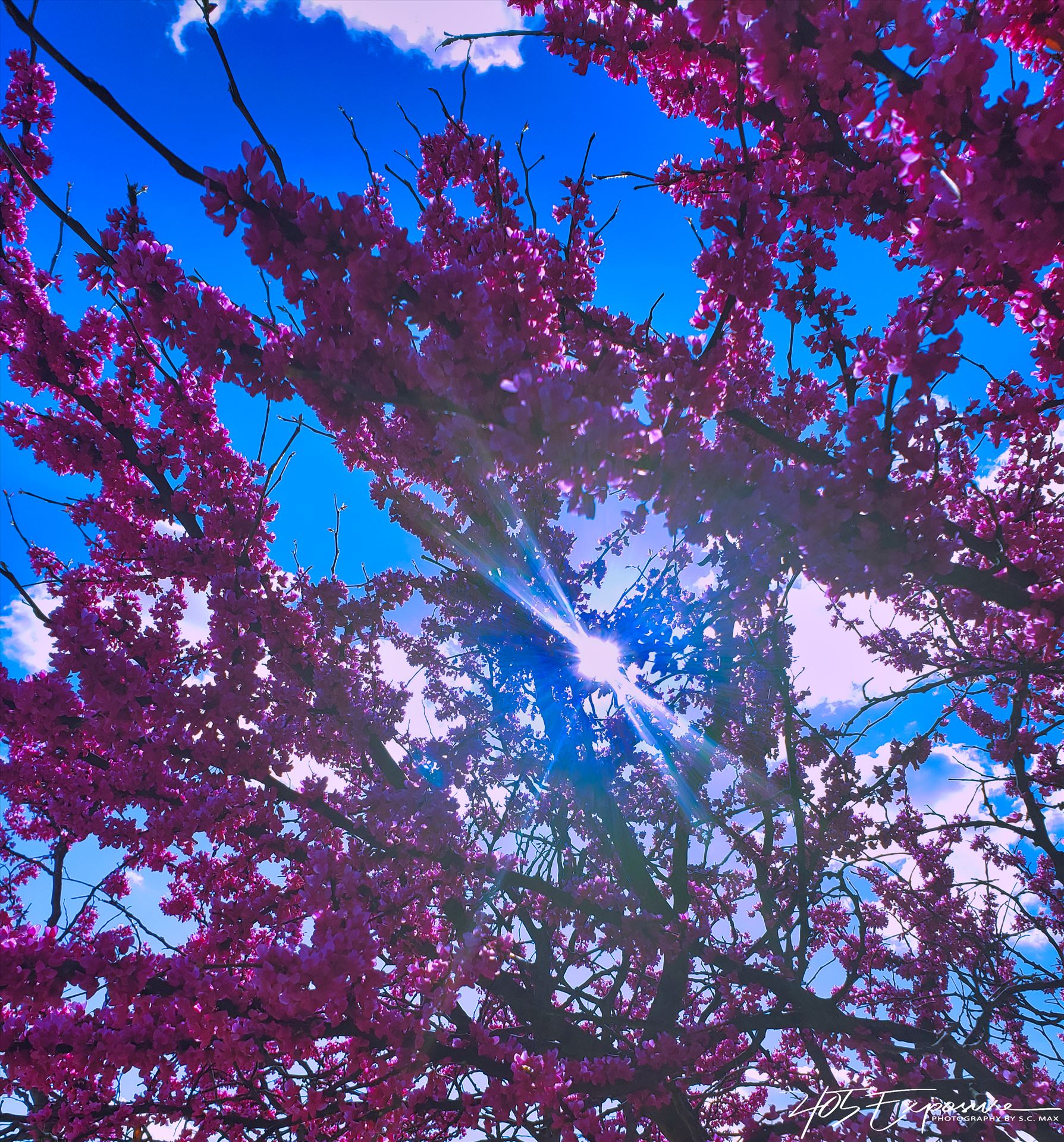 Spring Oklahoma Redbuds in Full Bloom.jpg - Oklahoma Spring Redbuds by 405 Exposure