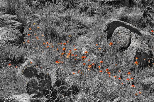Flowers in the Prairie